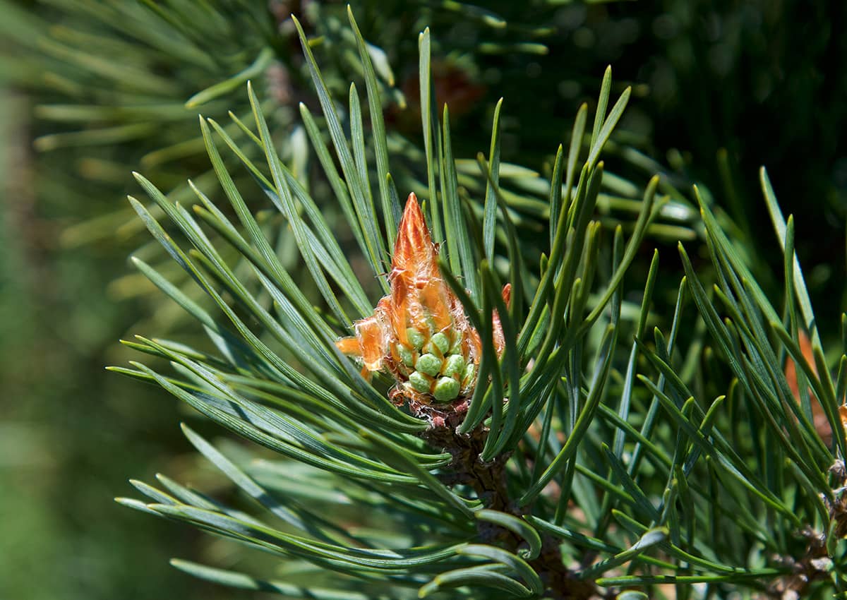 Pine flower is made into a Flower Essence