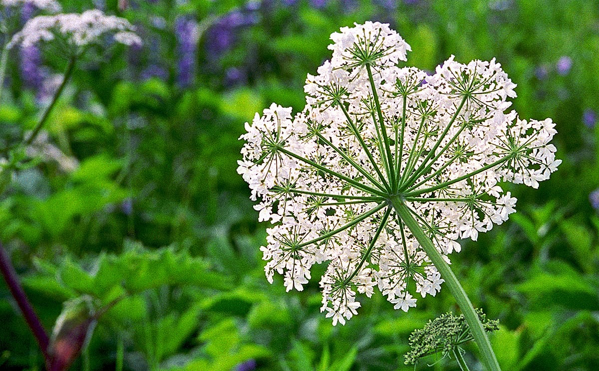 Cow Parsnip flower essence for life transitions