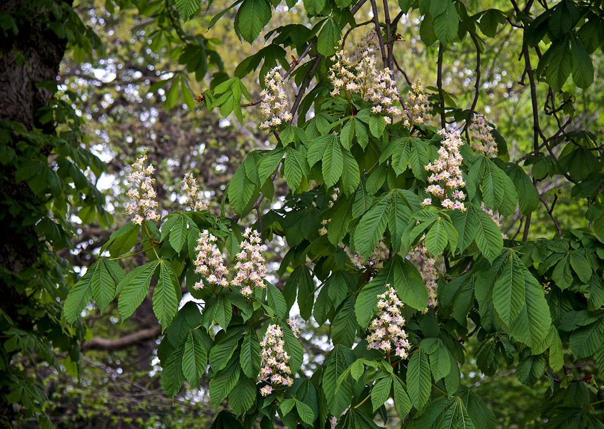 White Chestnut plant with flowers helps quiet the mind