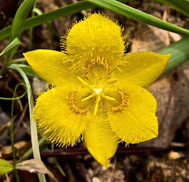 Yellow Star Tulip flower prepared as a flower essence enhances sensitivity and empathy