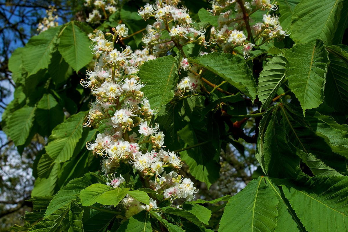 White Chestnut flower on tree