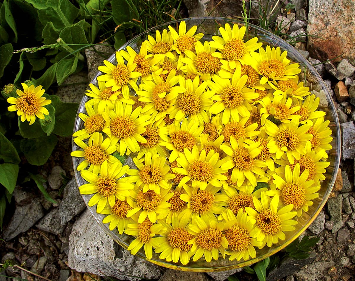 Preparation of the Arnica flower essence by FES