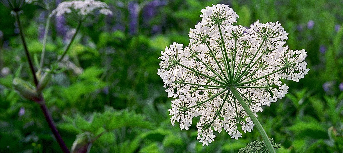 Cow Parsnip flower essence for transitions, serenity in times of change