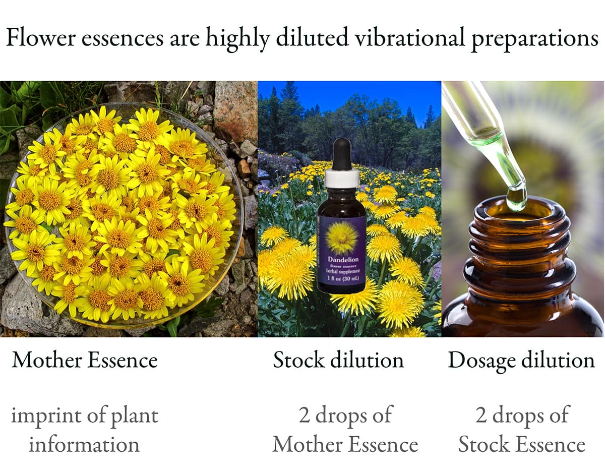 flower essence therapy as a collaborative modality