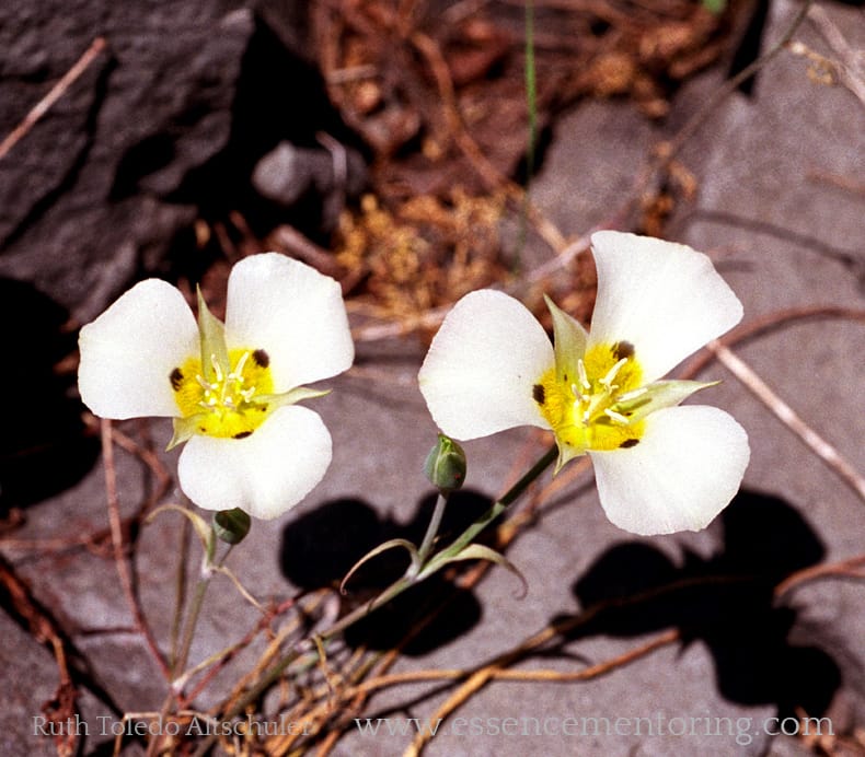 Mariposa Lily Calochortus leichtlinii is a  wild lily that grows on rocky slopes at high altitudes of the Sierra Nevada, its bulbs producing gentle creamy colored flowers that open in late Spring / Summer, after harsh high country winters