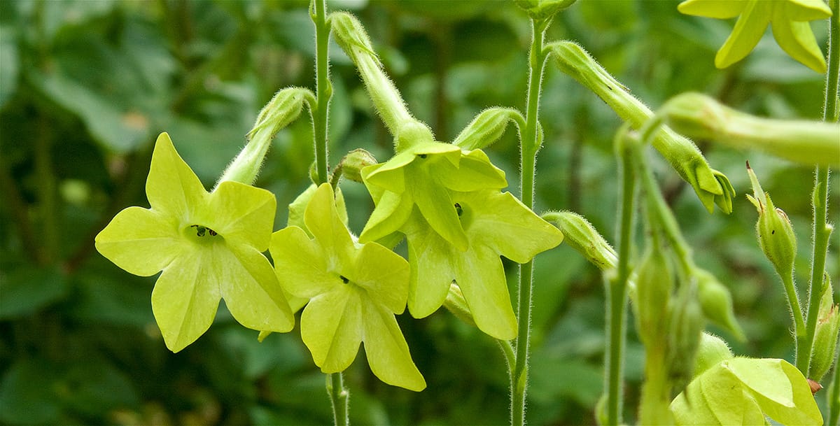 Used in Flower Essence Therapy, the flower essence of the Green Nicotiana Nicotiana helps us align our rhythm to the rhythm of the Earth, adjusting our hearts to the heart of the living Earth itself.