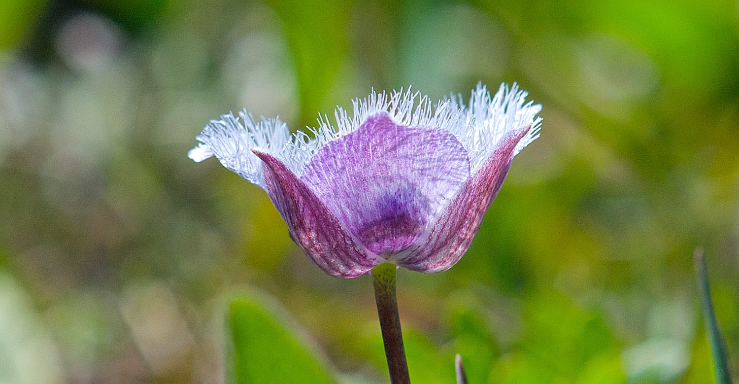 Flowering Plants - Star Tulip flower photo taken by Ruth Toledo Altschuler
