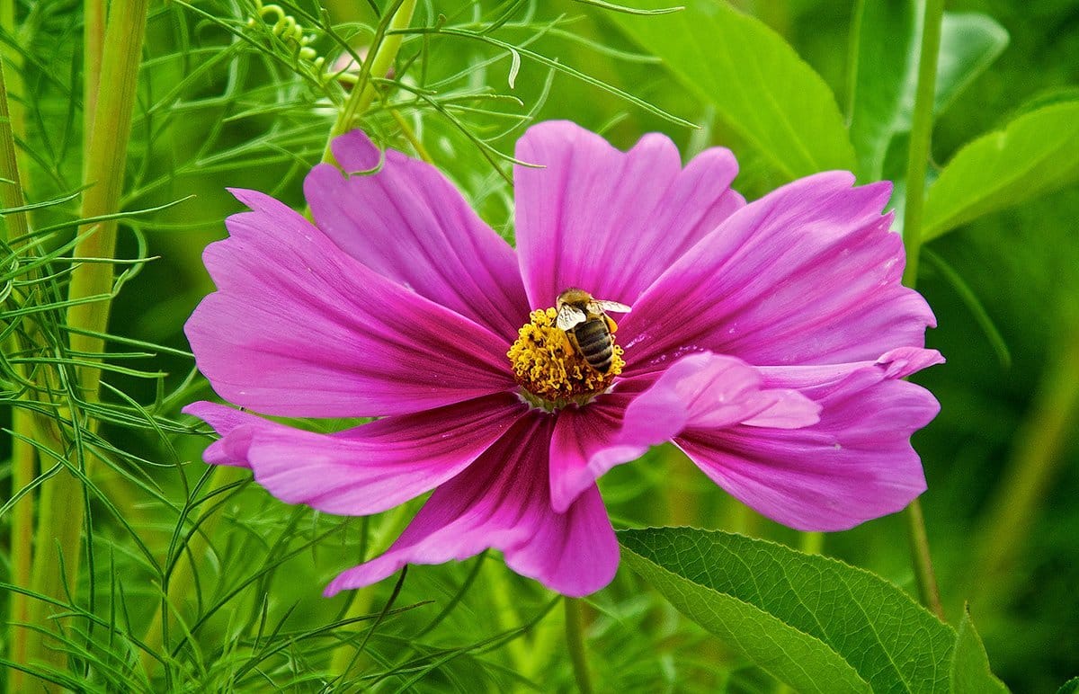 flor da Cosmos com abelha pousada