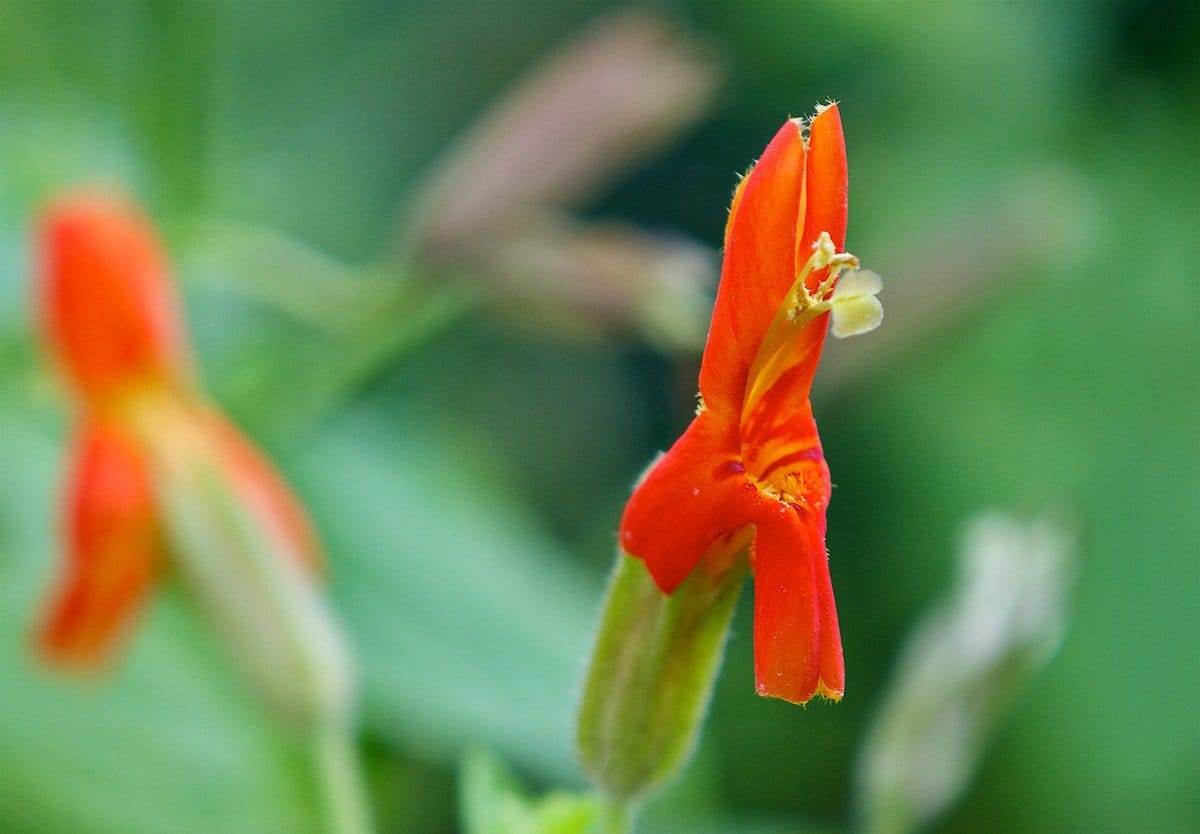 flor da Scarlet Monekyflower