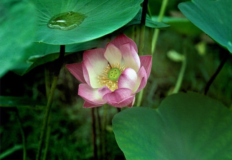 A essência floral da Lotus nos ajuda a sustentar, com humildade, uma presença límpida e harmonica - foto de Stephen Altschuler