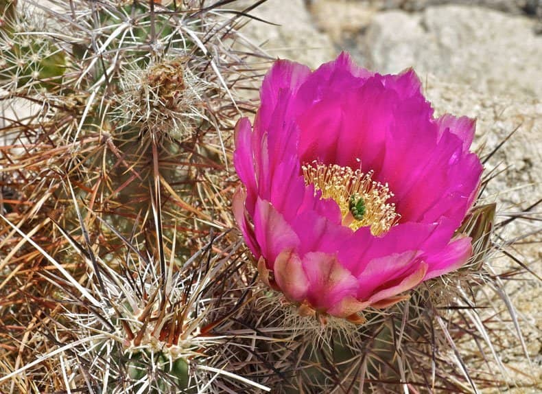 Hedgehog Cactus - do qual se prepara um floral do Deserto do Arizona