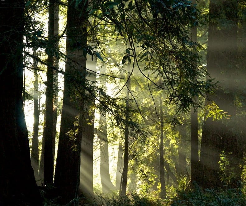 Nas florestas de Redwoods a luz do sol é filtrada de forma belíssima através dos troncos, galhos e brumafoto de Ruth Toledo Alschuler