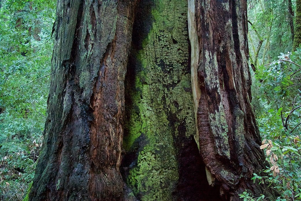 Tronco da Redwood