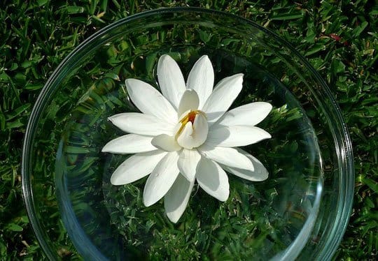 White Flower Formula