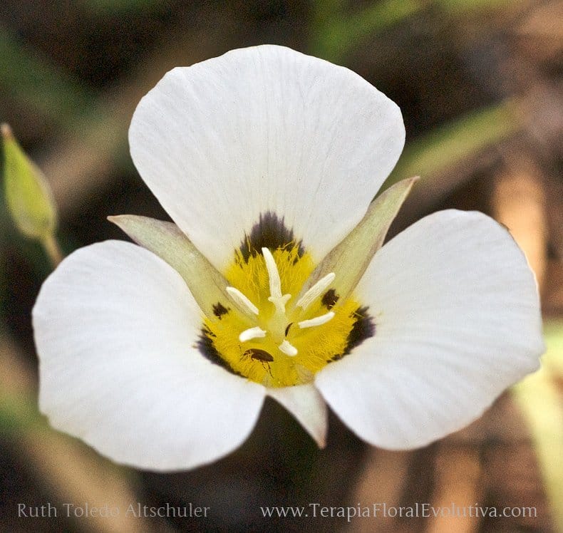 Mariposa Lily Calochortus leichtlinii foi um floral decisivo na minha jornada de cura da criança interior