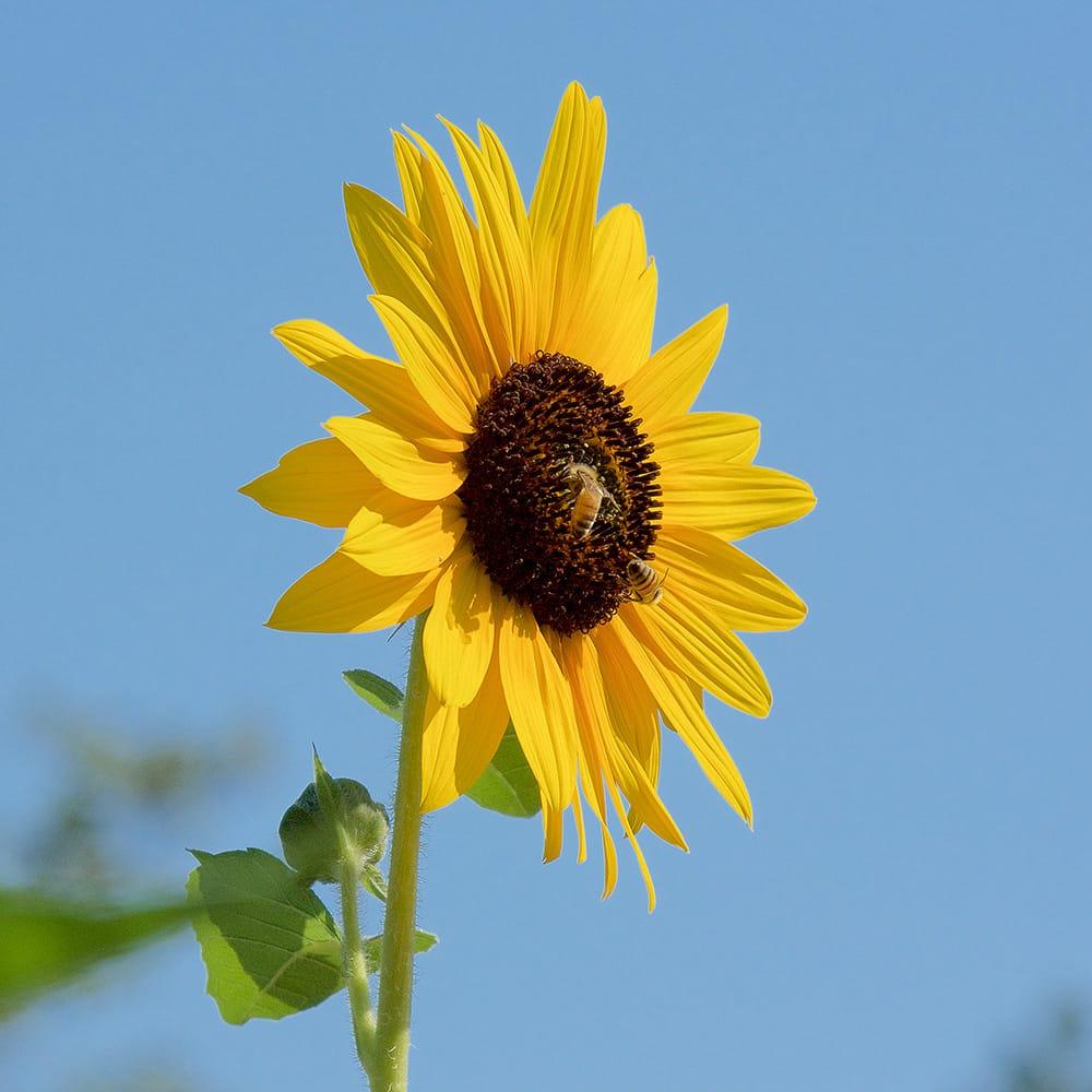 flower essence therapy is a collaborative modality expressed through the Sunflower