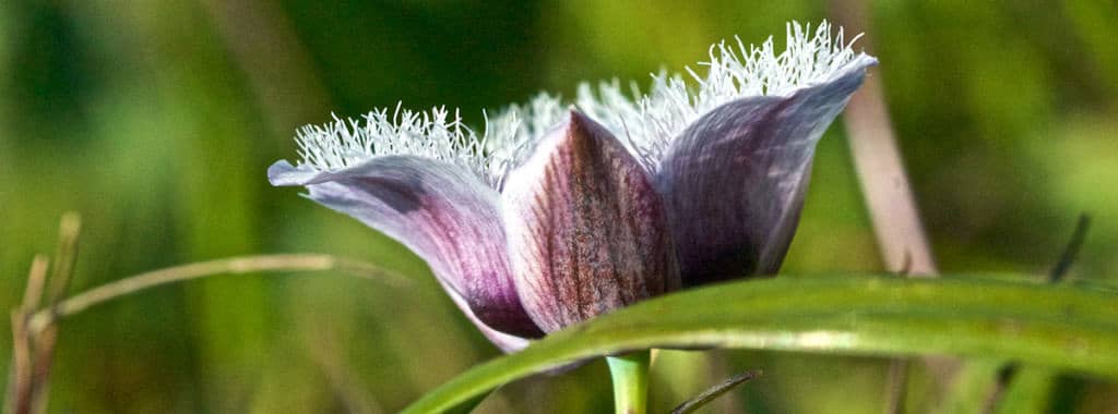 Star Tulipa flower, as a flower essence, conveys receptivity