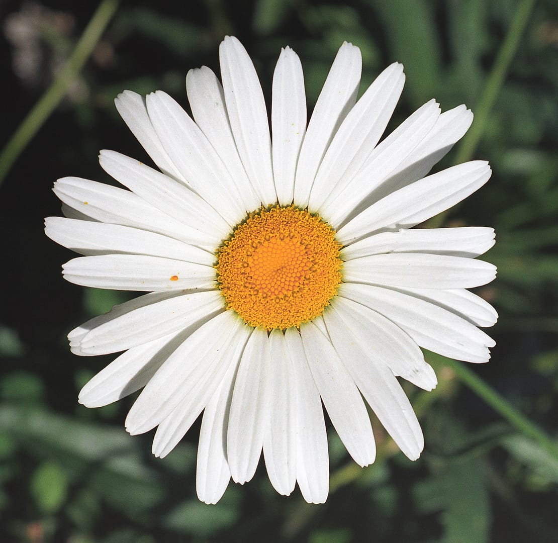 Shasta Daisy photographed at Luther Burbank's House and Gardens in Santa Rosa, California. Photo Ruth Toledo Altschuler