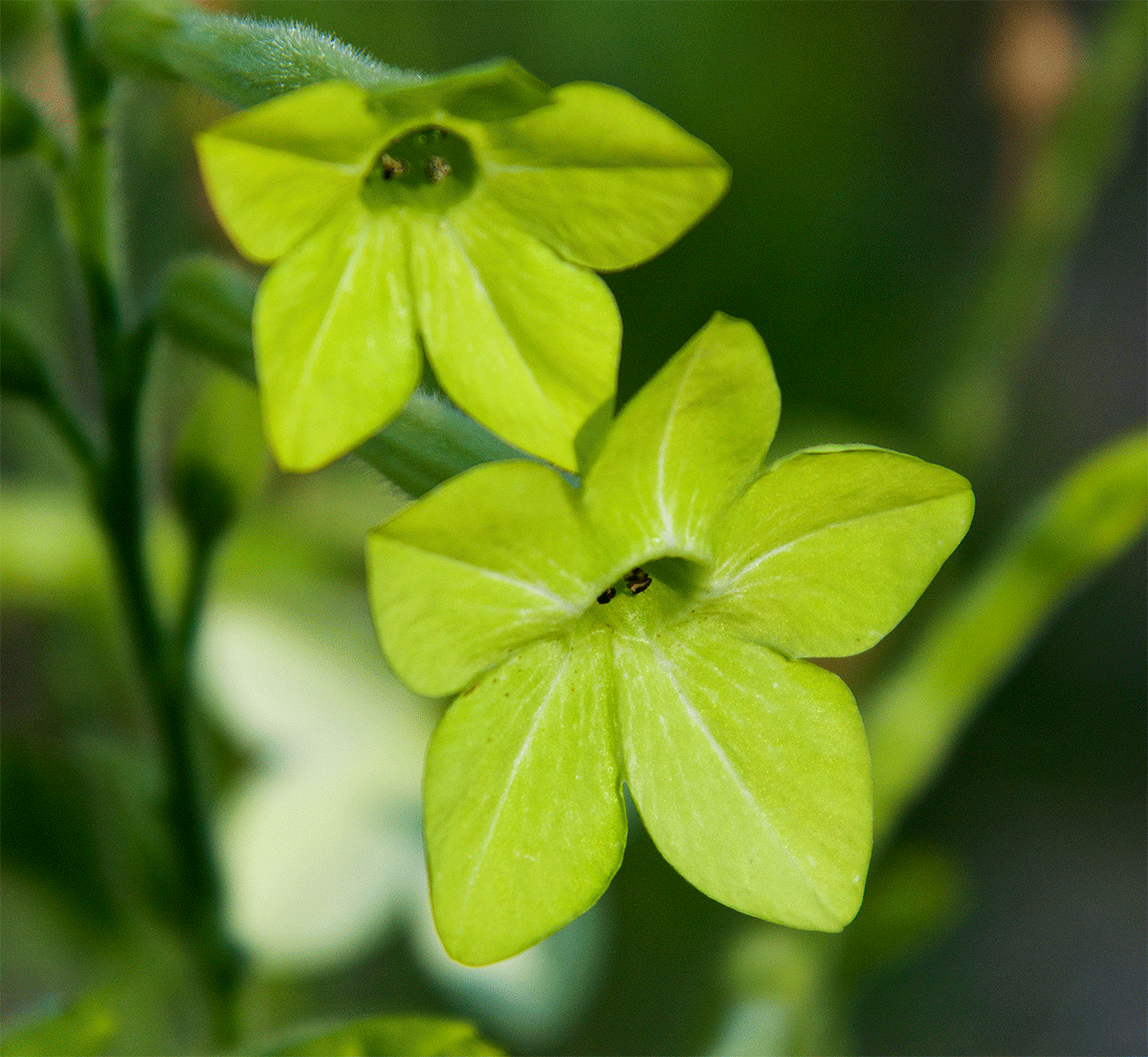 Green Nicotiana Nicotiana alata, a green variety that appeared at the Terra Flora gardens, offers us the ability to align the beating our our hearts with the heartbeat of the earth. It is prepared as a Flower Essence by FES.