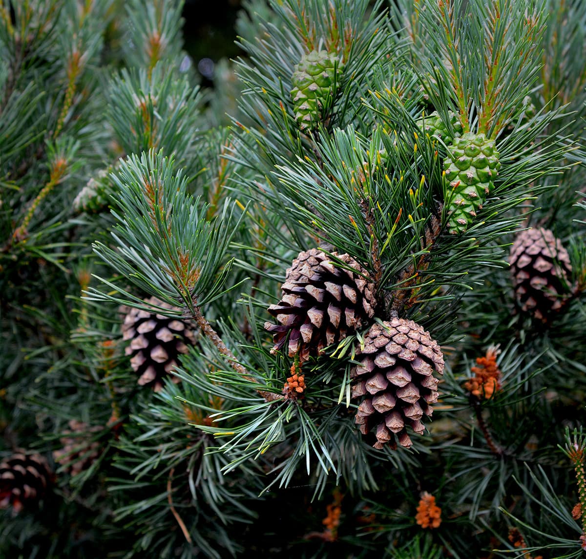 Several generations of Pine cones 
