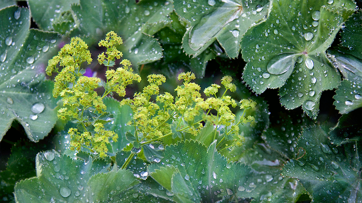 Lady's Mantle Alchemilla vulgarism, enhances our alignment with the living dew mantle (hydrosphere) of the Earth. Helps us feel held and supported by the Earth Mother 