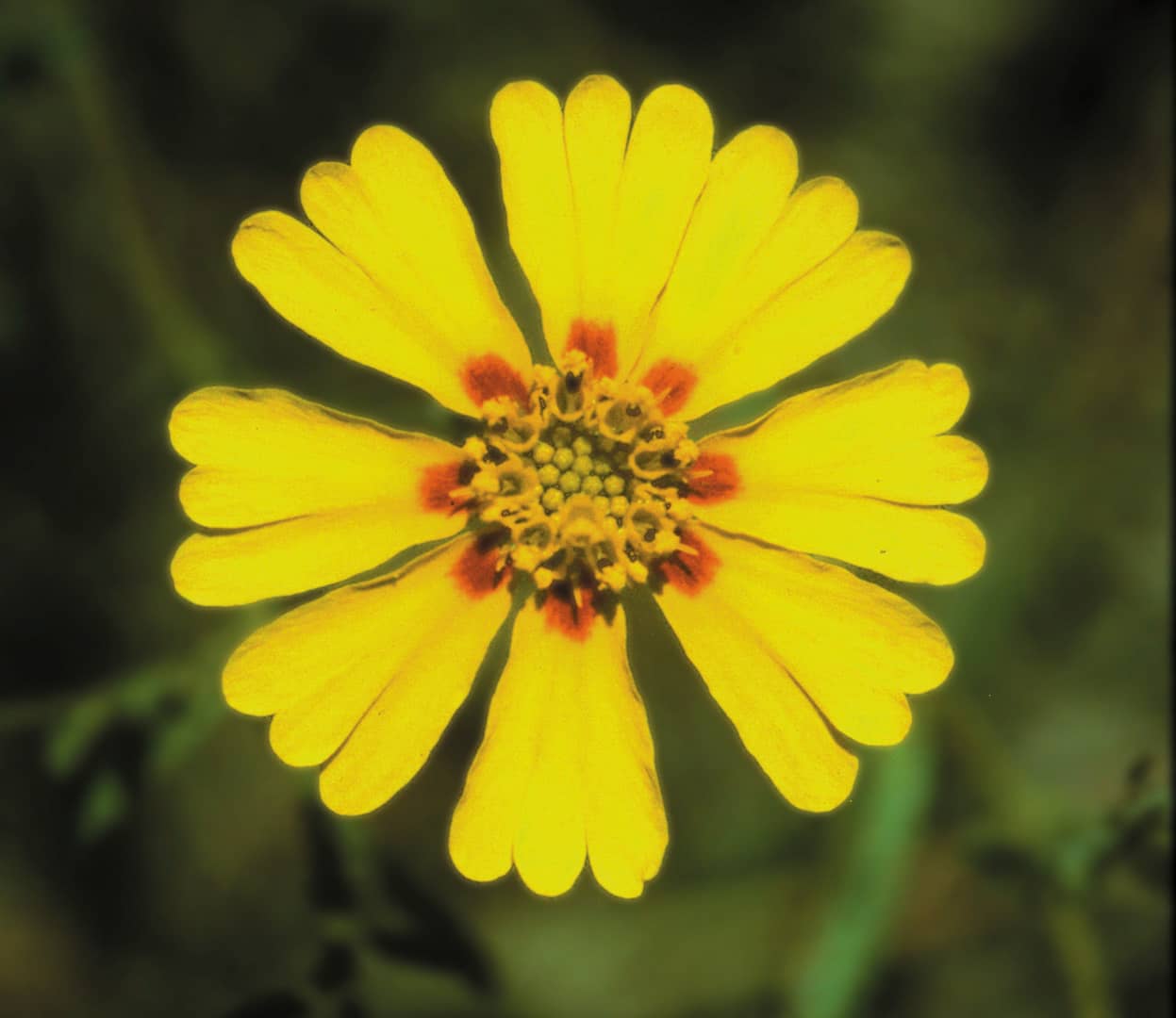 The Madia wildflower, from which a flower essence is prepared by FES.