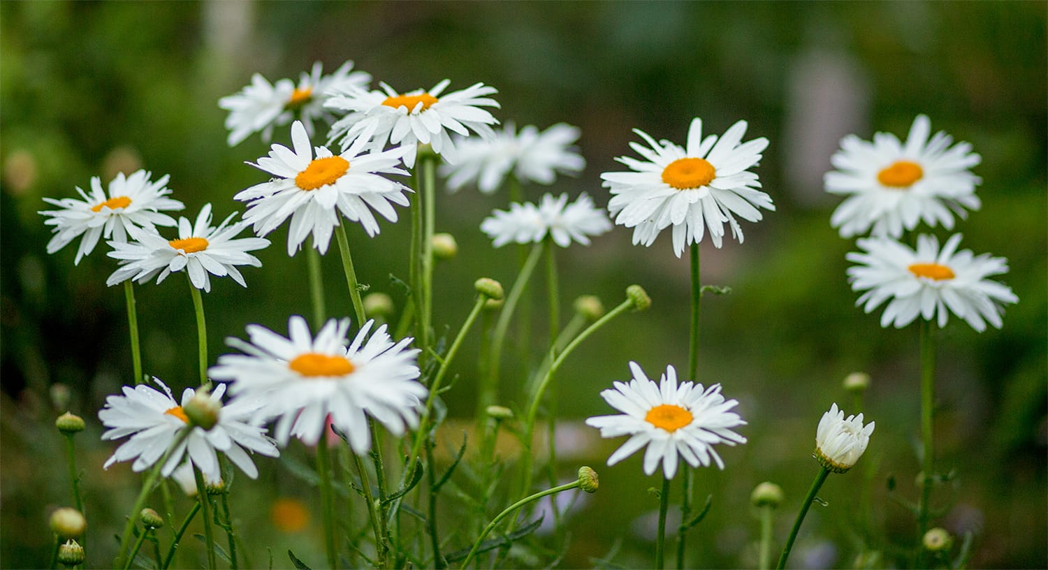 Shasta Daisy group of flowers