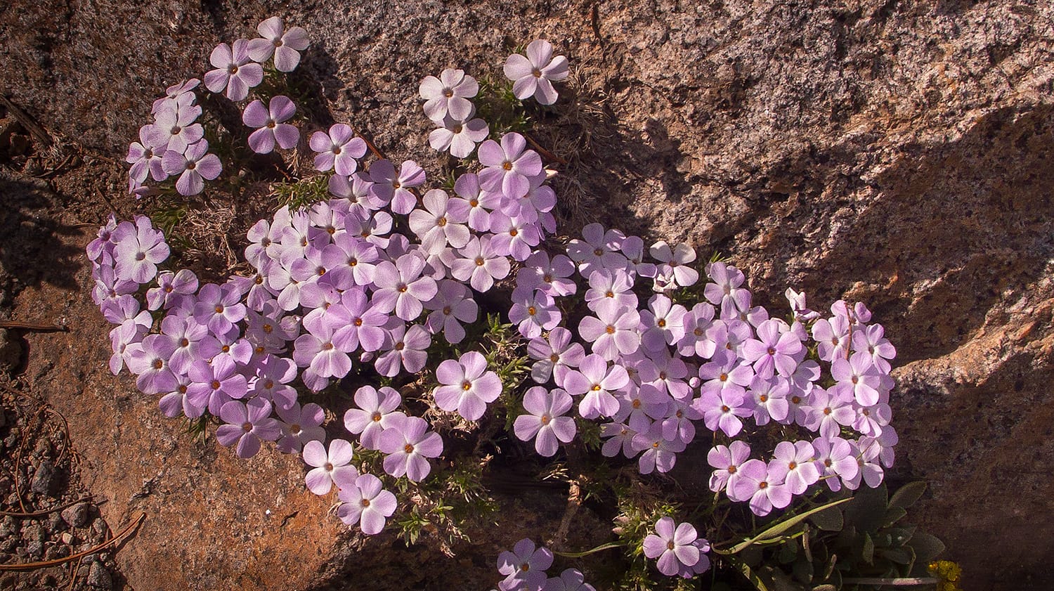 Mentoring for flower essence practitioners offers community like the Spreading Phlox qualities
