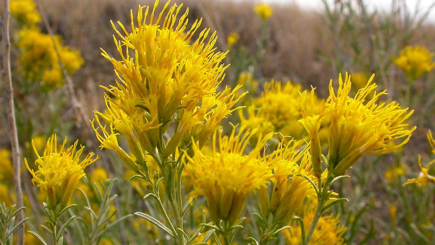 From the Rabittbrush wildflower, an FES flower essence is prepared.