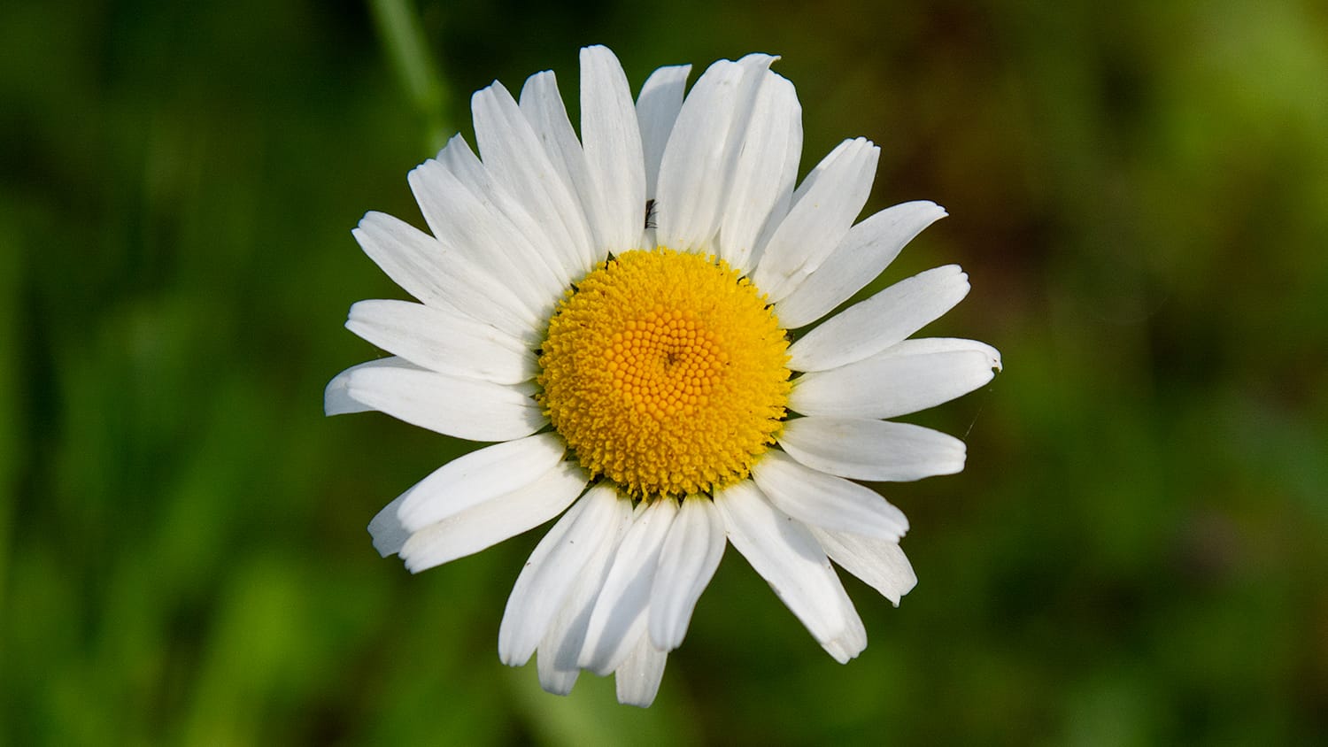 The Shasta Daisy, a species of daisy developed by Luther Burbank, is prepared as a flower essence by FES