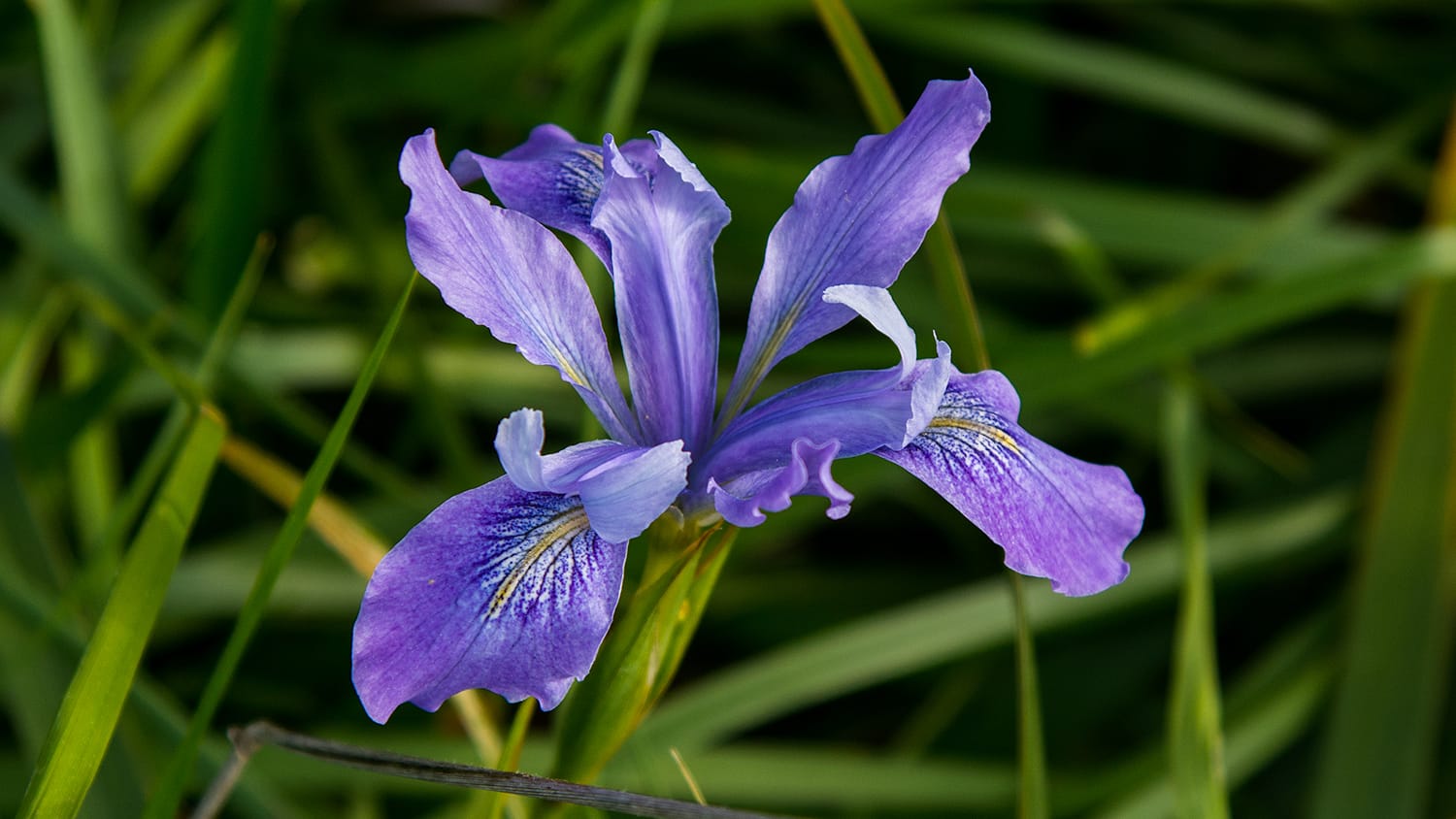 The Iris wildflower is prepared as a flower essence by FES.