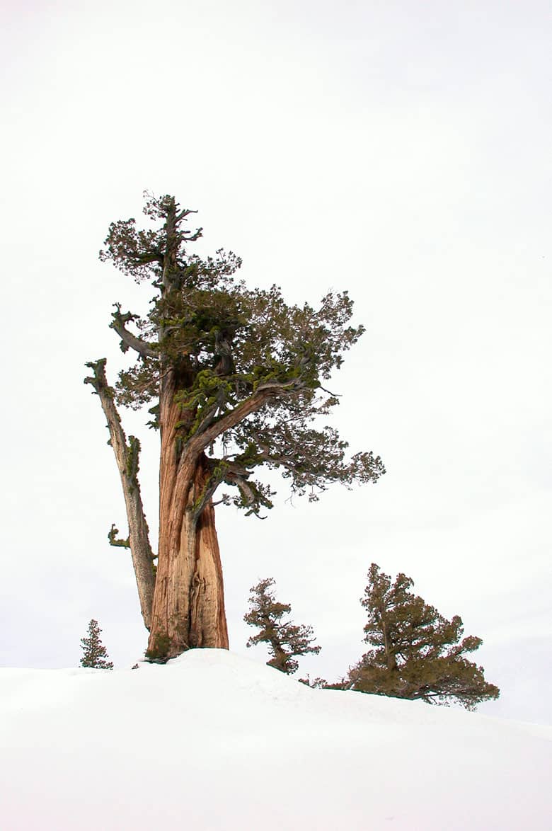 Old tree in the Sierra Nevada - foot Stephen Altschuler