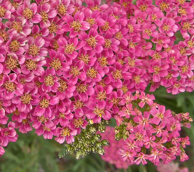 Pink Yarrow flower as a flower essence for healthy empathy and compassion