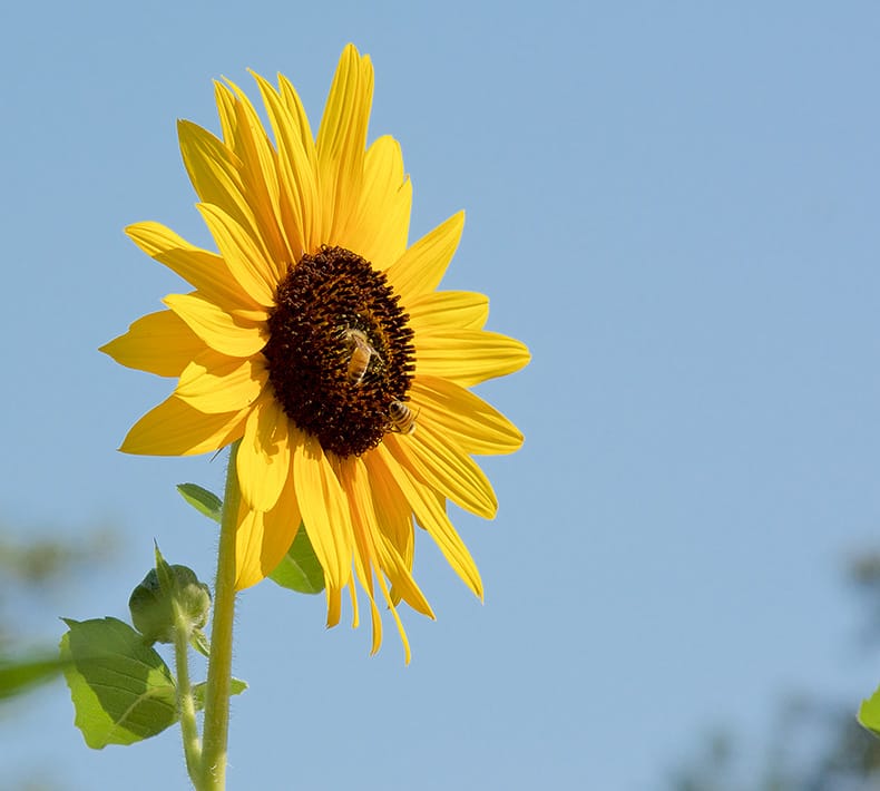 Sunflower, one of the healthy Archetypes for Solar radiance