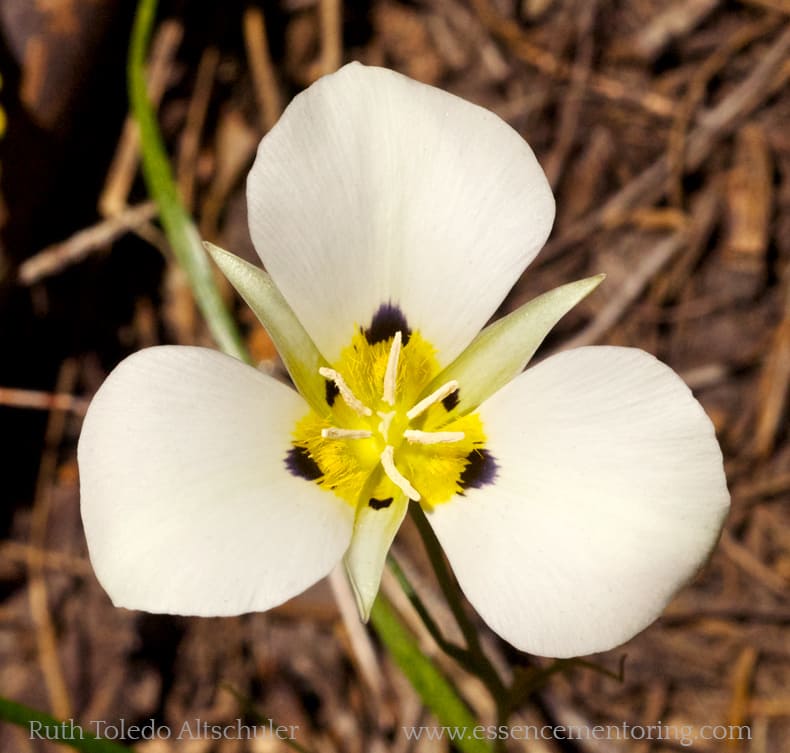 Mariposa Lily Flower gently helping us heal Inner Child issues