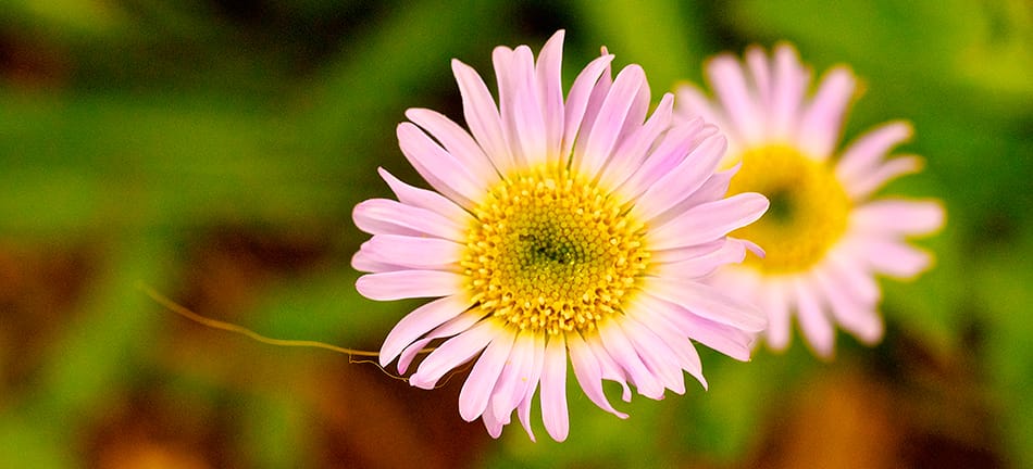 The Alpine Aster flower help us connect with our essential soul star
